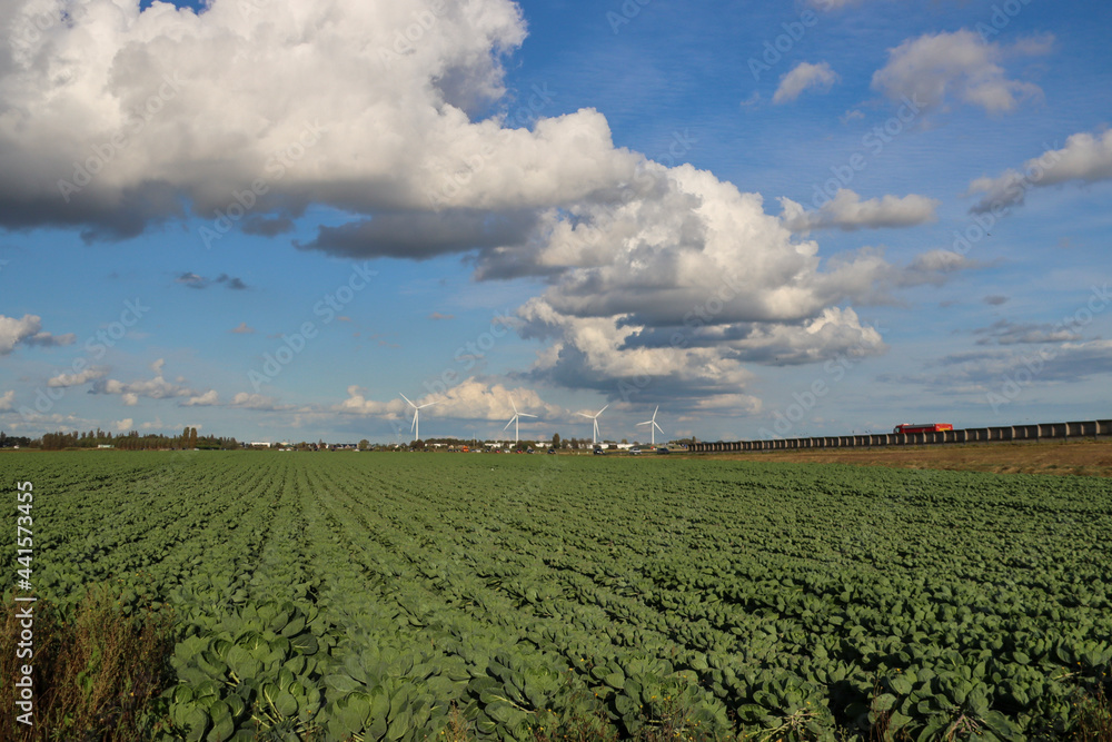brussels sprouts plants at the lowest polder in the Netherlands Zuidplaspolder between Gouda and Rotterdam