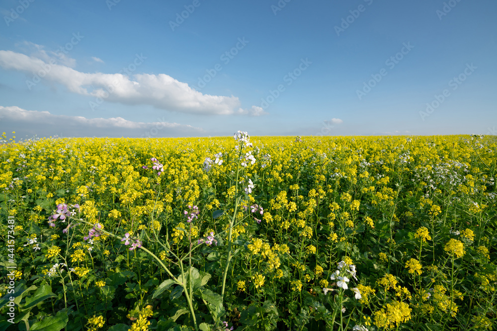 Blühender Ackersenf für Greening-Maßnahme. Umsetzung von Greening Maßnahmen, sind für Landwirte Pflicht.