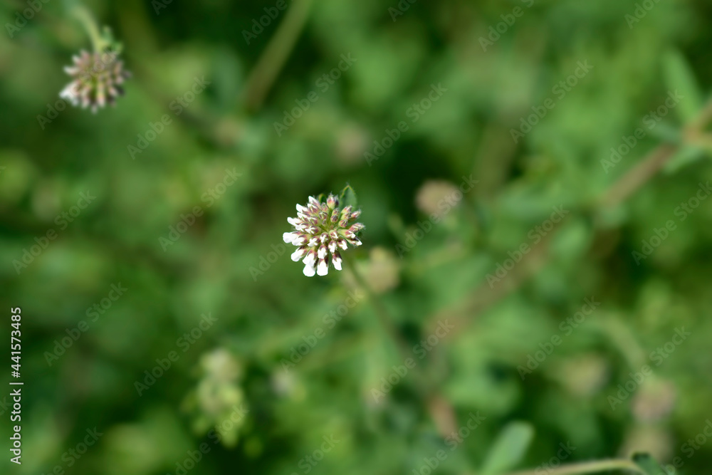 Herb canary clover Herb canary clover