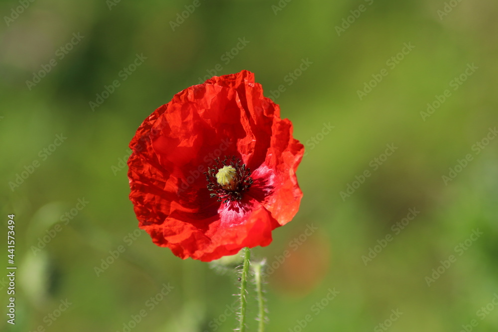 Red poppy blossom in the wild Red poppy blossom in the wild