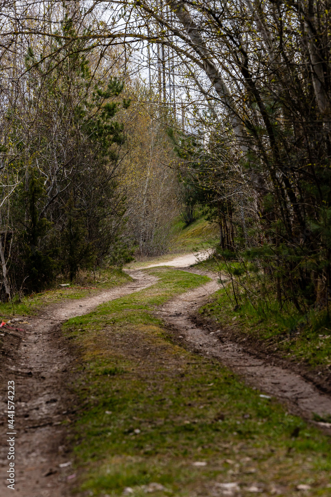 Fototapeta premium Vertical photo of curvy forest road between trees. Small curved pathway during spring. Curved trail between trees. 