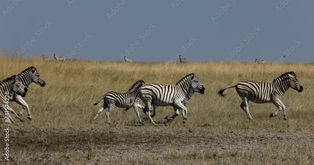 Slow motion close-up view of a small herd of zebras running next to a waterhole. Zebra Migration Botswana Slow motion close-up view of a small herd of zebras running next to a waterhole. Zebra Migration Botswana