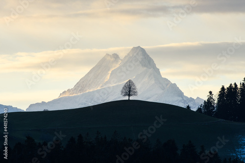 single tree on a hill in Emmental in front of Schreckhorn in the Alps photo