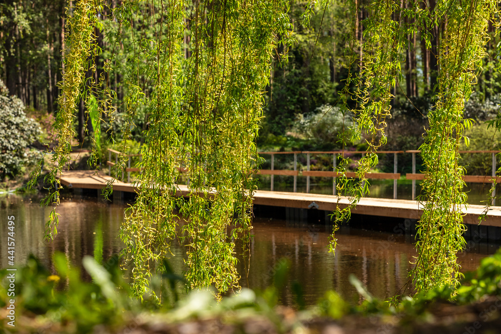 Low angle photo of bright green weeping birch tree (Betula pendula) branches moving in wind at front of water, bridge and forest garden during sunny spring day. Hanging branches of birch tree at fores Low angle photo of bright green weeping birch tree (Betula pendula) branches moving in wind at front of water, bridge and forest garden during sunny spring day. Hanging branches of birch tree at fores