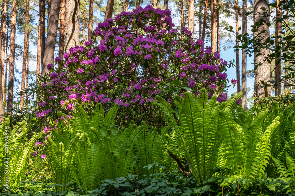 Pink rhododendron bush among wood ferns under the pine trees during bright sunny spring day. Low angle view of blooming pink rhododendron bush inside of buckler ferns (Dryopteris) at fine day.
