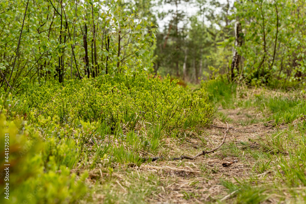 Small pathway leads to swamp among bring green vegetation. Big light green red whortleberry bush is growing left side of footway during early spring. Small pathway leads to swamp among bring green vegetation. Big light green red whortleberry bush is growing left side of footway during early spring.