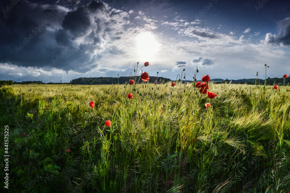 Ears of barley field and poppy flowers at Lower Silesia, Poland