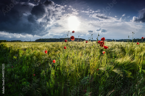 Obraz na płótnie Ears of barley field and poppy flowers at Lower Silesia, Poland w salonie