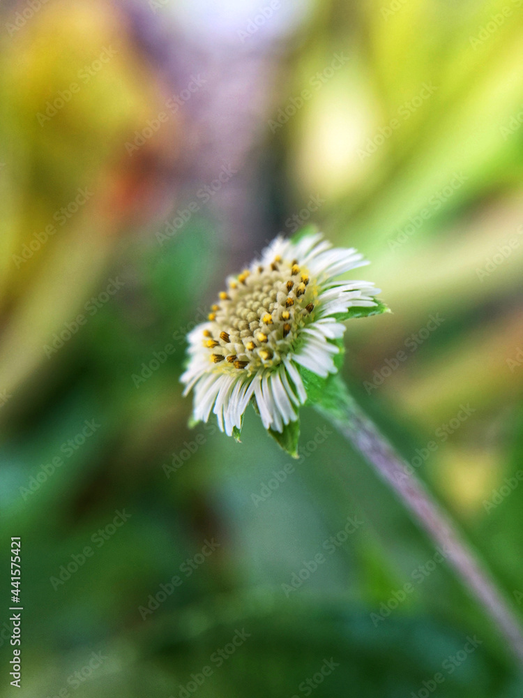 daisy flower close up daisy flower close up