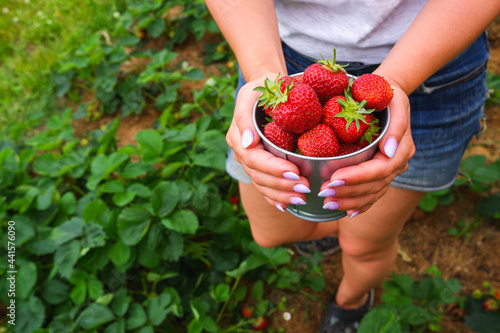 Red ripe juicy strawberry in a metal bucket on in the hands of a young woman. Harvesting organic berries.