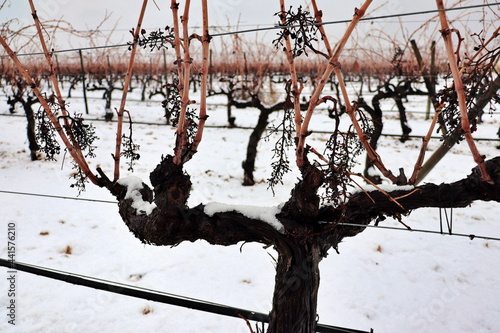 view of a vineyard under the snow. snowfall in winter on the vine and shoots with orange tones