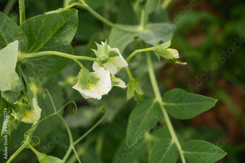 Curly green shoots of flowering peas. White pea flowers. Organic products in the garden.