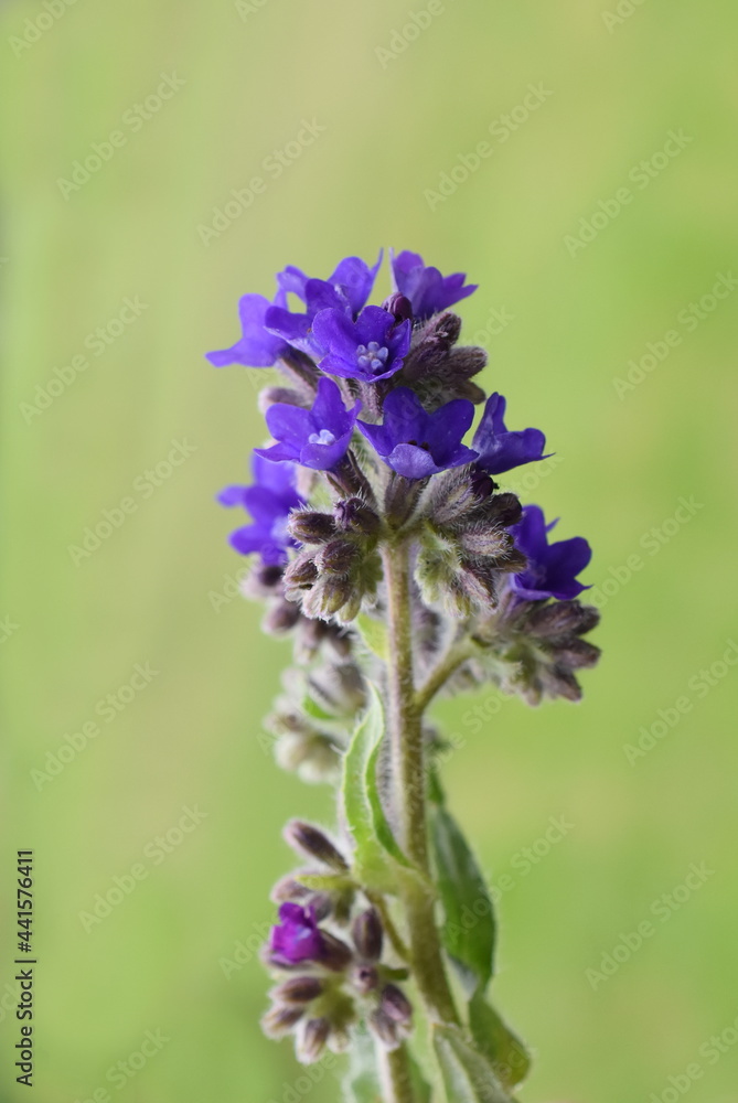 Common bugloss Anchusa officinalis medicinal herb on green background Common bugloss Anchusa officinalis medicinal herb on green background