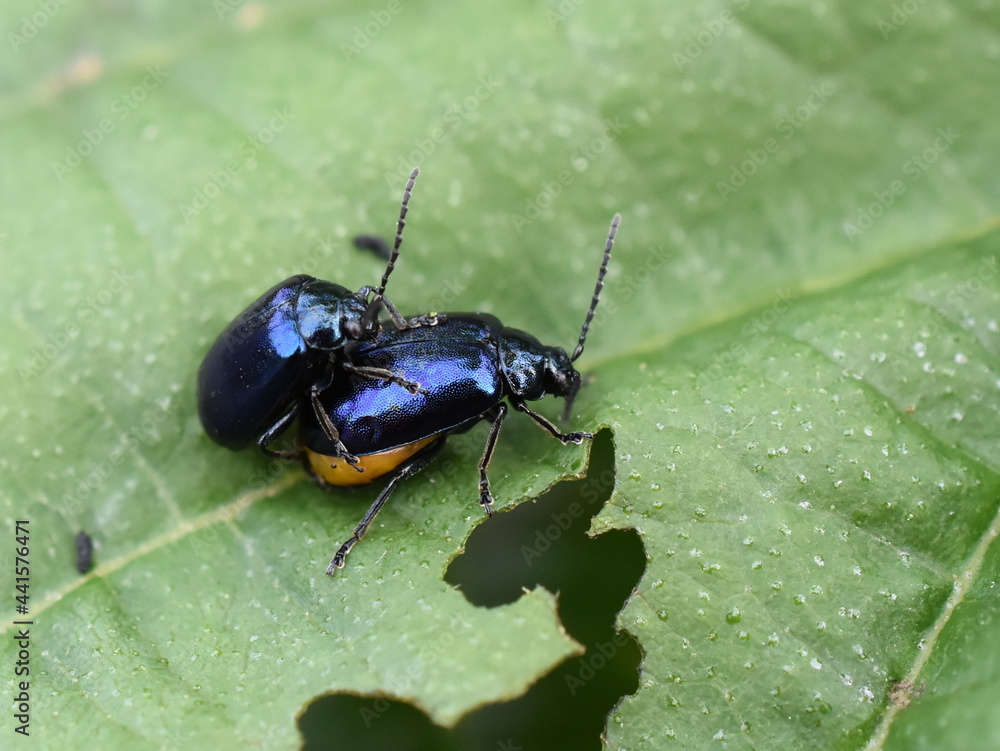 The alder leaf beetle Agelastica alni on green leaf The alder leaf beetle Agelastica alni on green leaf