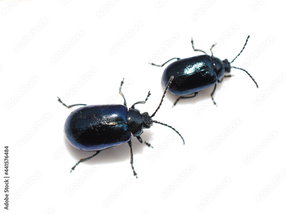 The alder leaf beetle Agelastica alni isolated on white background The alder leaf beetle Agelastica alni isolated on white background
