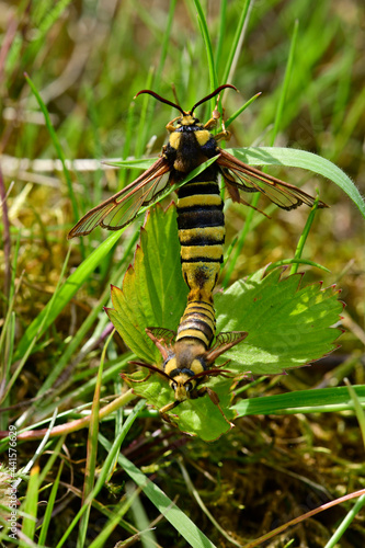 Hornet moth // Hornissen-Glasflügler, Bienen-Glasflügler (Sesia apiformis)  photo