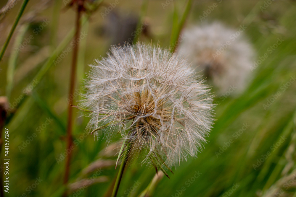 The beautiful fluffy seed ball of the Tragopogon crocifolius, province of Overijssel, close to the city of Zwolle The beautiful fluffy seed ball of the Tragopogon crocifolius, province of Overijssel, close to the city of Zwolle