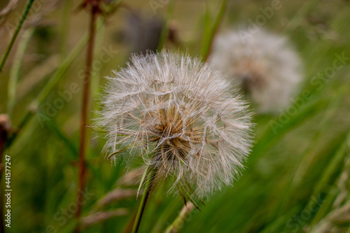 The beautiful fluffy seed ball of the Tragopogon crocifolius, province of Overijssel, close to the city of Zwolle