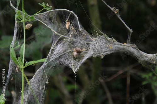 Web of the spider moth in all kinds of bushes in Nieuwerkerk aan den IJssel