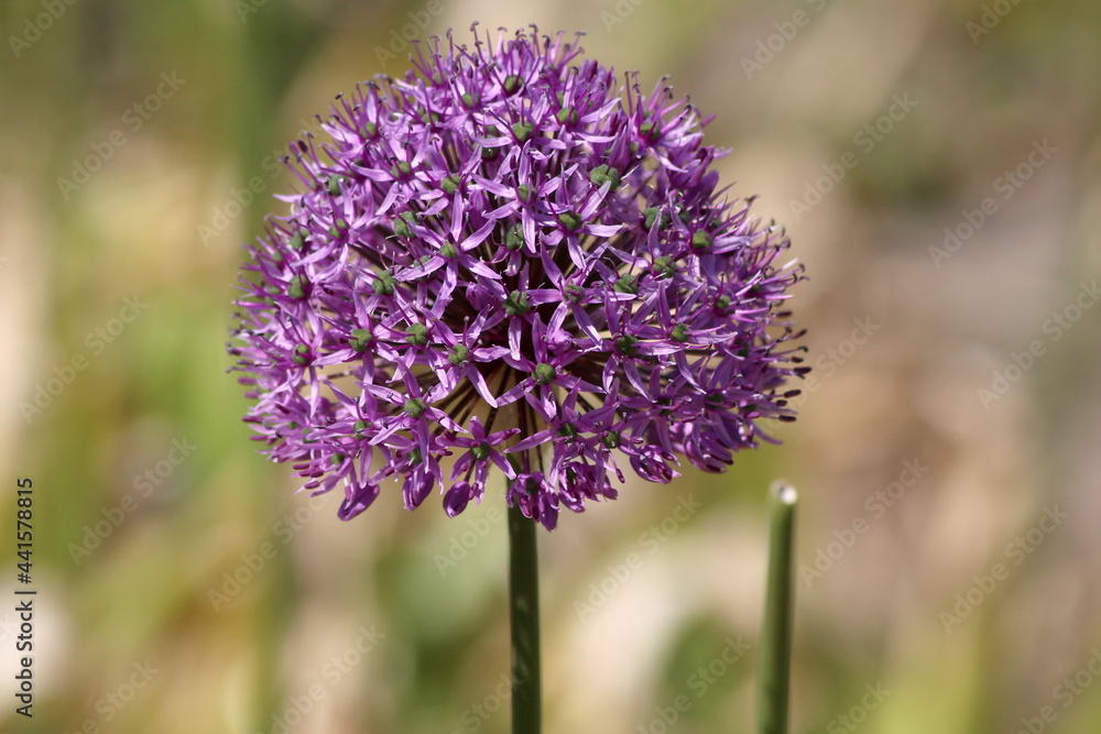 Purple blossom of the Allium on field in Noordwijk Purple blossom of the Allium on field in Noordwijk