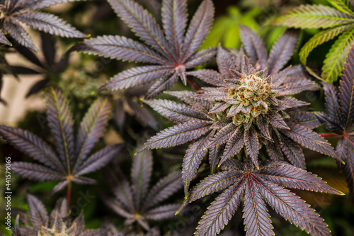 Medical Marijuana CBD grow  Close up - Ripe cannabis plants growing in greenhouse ready to harvest  copy space