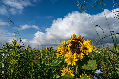 Greening  Maßnahmen, Pflanzung verschiedener Kulturpflanzenmischungen - Landwirtschaftliches Symbolfoto. photo