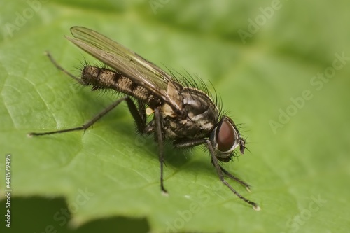 The fly on green leaf