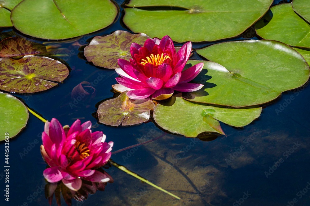 Two amazing bright pink water lilies or lotus flowers in old pond of Adler arboretum Two amazing bright pink water lilies or lotus flowers in old pond of Adler arboretum