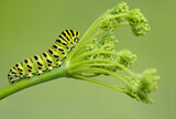 Extreme closeup for the Old World Swallowtail caterpillar on fennel (Papilio Machaon)