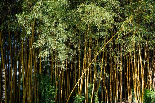 Thickets of evergreen graceful golden bamboo plants Phyllostachys aureosulcata in Adler arboretum "Southern Cultures". Thick trunks of golden bamboo grow along walkways of arboretum