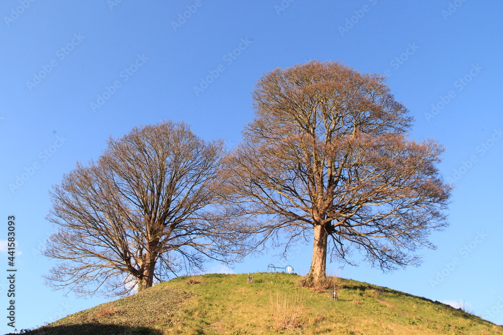 Big old trees at the English park Big old trees at the English park