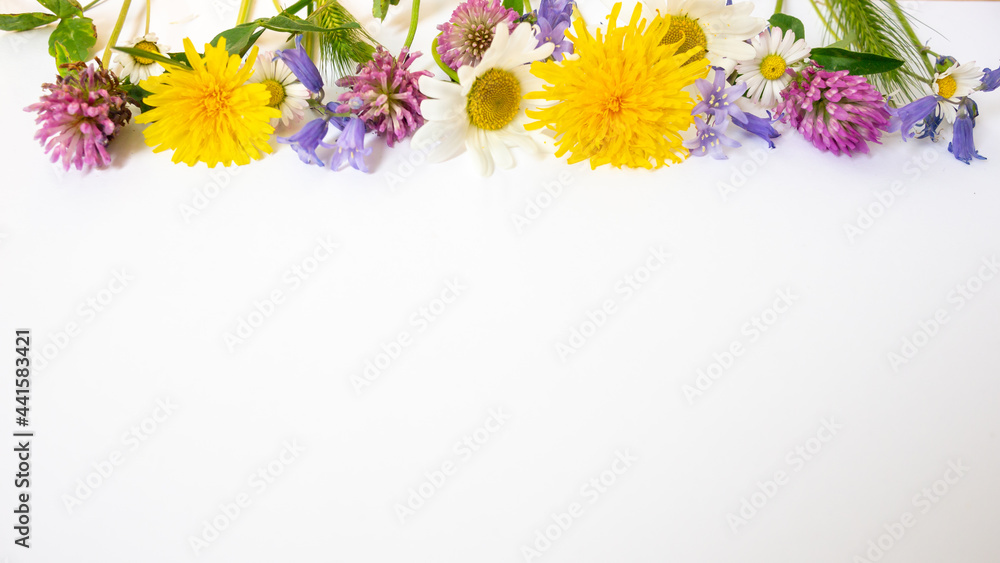 Summer floral background with a border, summer wild field flowers on top: dandelion, camomile, blue bells, pink clover off white. Flat, copy space, interior design decoration, background Summer floral background with a border, summer wild field flowers on top: dandelion, camomile, blue bells, pink clover off white. Flat, copy space, interior design decoration, background