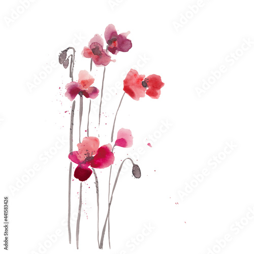 Hand drawn ink and watercolor illustration: red poppies flowers and buds on white background