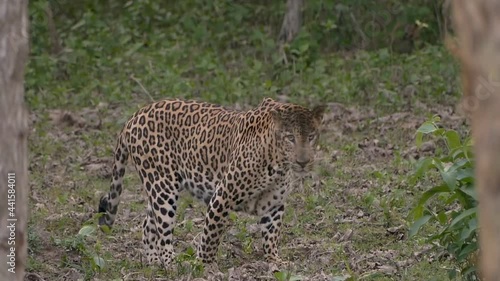Leopard (Panthera pardus) is alert, Tadoba, Chandrapur, Maharashtra, India photo