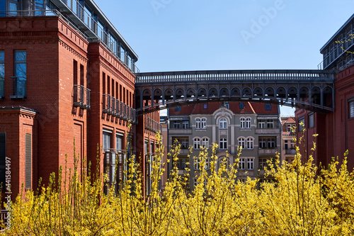 the flourishing forsythia bush and the buildings of the former brewery