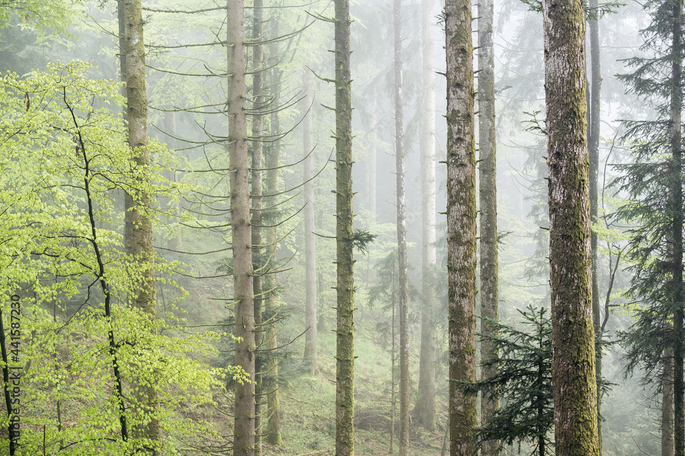 misty and rainy spring forest in Emmental
