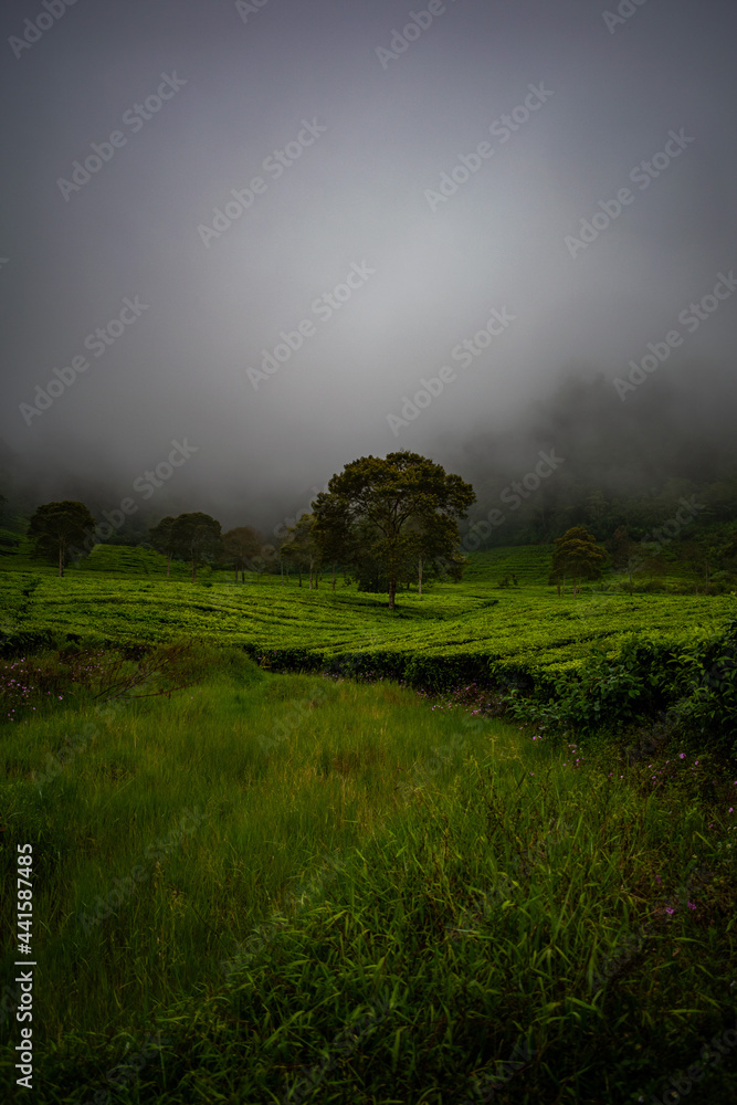 misty morning in the mountains