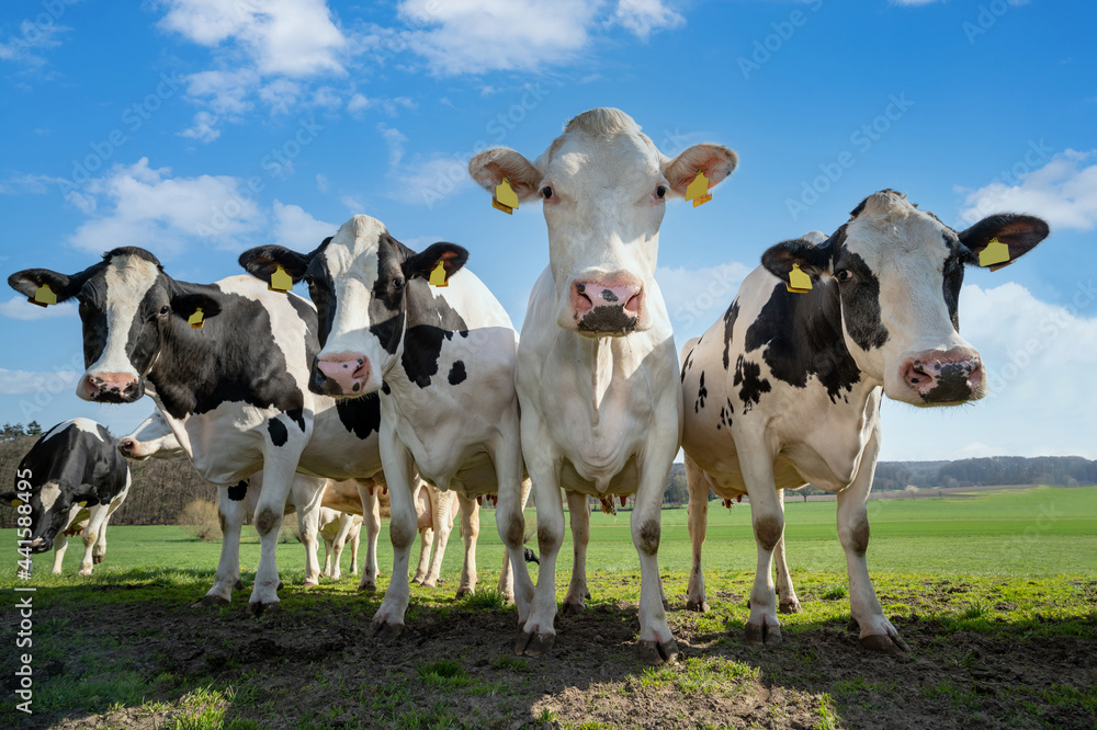 Weidehaltung von Rindvieh - Kühe auf der Weide, lustige Formation.