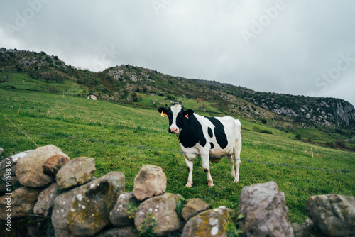 Cow grazing on grassy meadow in highland