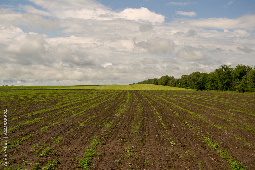 ploughed field with planted plants. part of the field is occupied under large plants. the sky is covered with a lot of white and thick clouds
