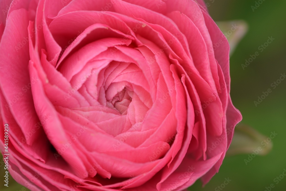 Ranunculus pink flower closeup, almost open flower with beautiful fragile petals. Ranunculus pink flower closeup, almost open flower with beautiful fragile petals.