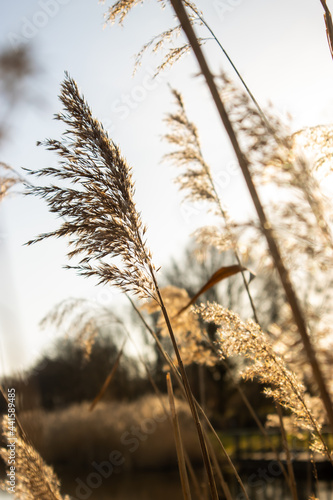 reed in the wind