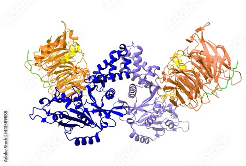 Crystal structure of histone acetyltransferase complex; histone H4 (yellow), histone H3 (green) shown. 3D cartoon model, white background