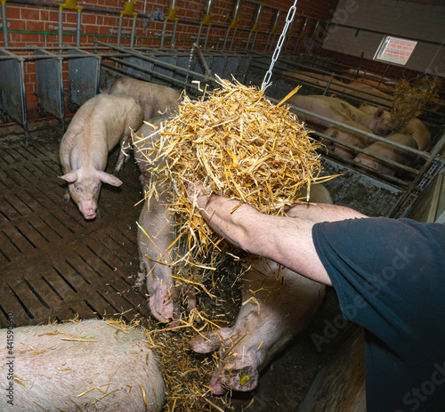 Nutztierhaltungsverordnung - Tierwohl, Sauen beschäftigen sich im Stall mit Stroh aus der Raufe.