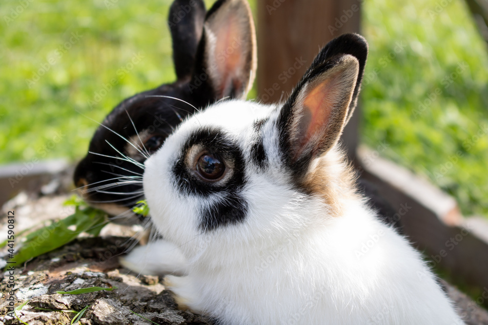 Fototapeta premium Zwei Hasen beim Fressen
