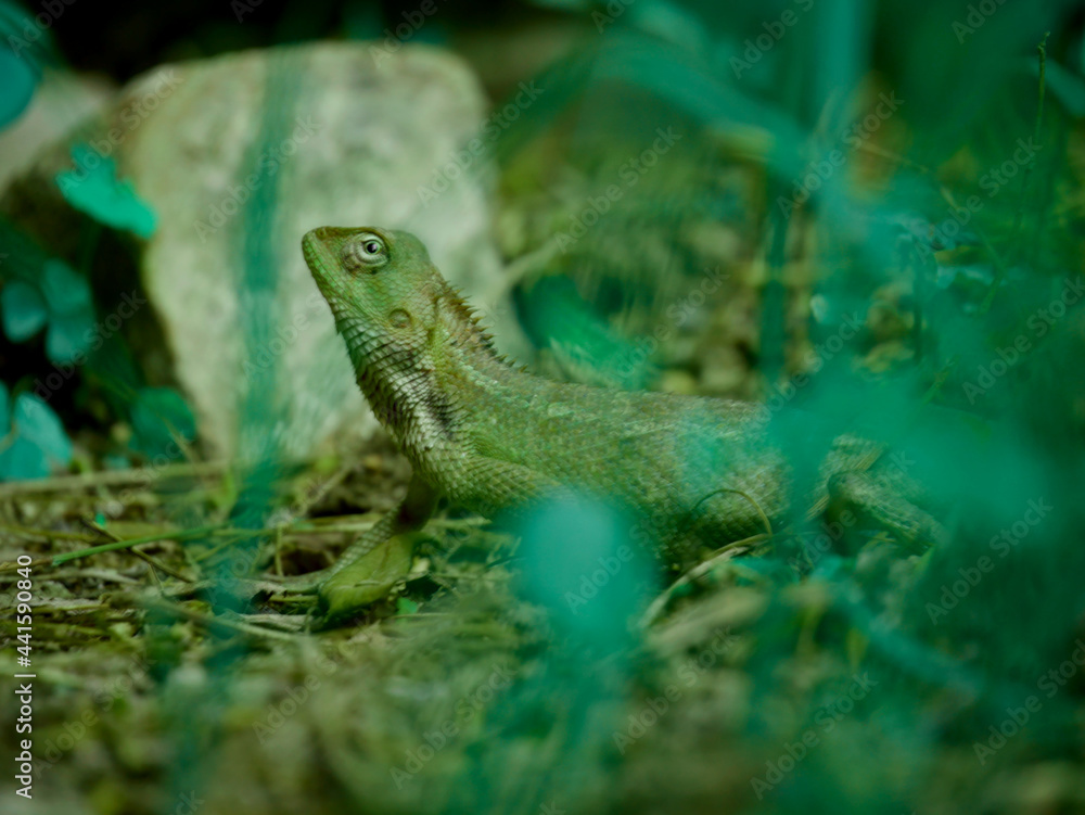 Forest Chameleon lying on grass field at natural environment. Forest Chameleon lying on grass field at natural environment.
