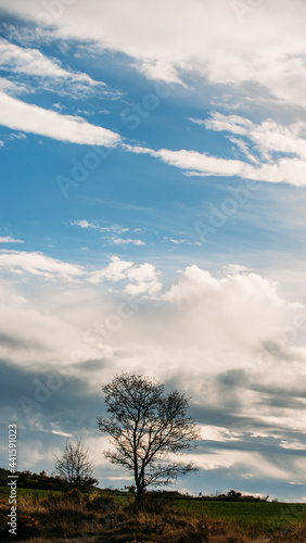Fluffy white and gray clouds floating on blue sky over a lonely tree