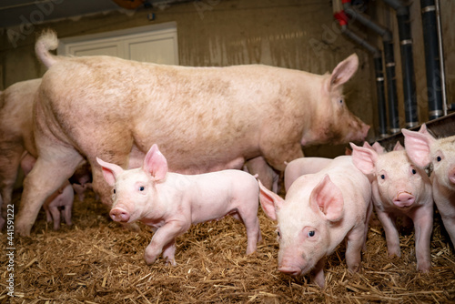 Lustiges Schweinefoto - einige Ferkel mit ihrer Muttersau im eingestreuten Strohstall.