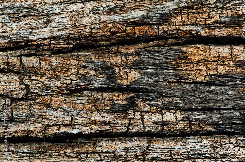 Background of the rustic wood Background of the rustic wood