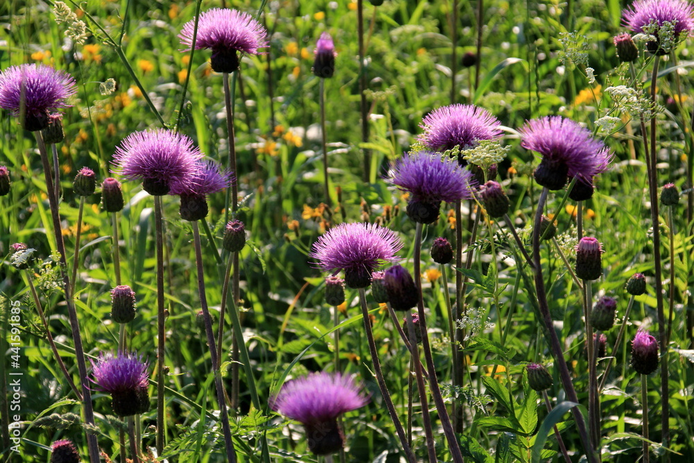 Fototapeta premium Purple shaggy flowers of Cirsium arvense on a summer meadow. Cirsium arvense flowers close - up